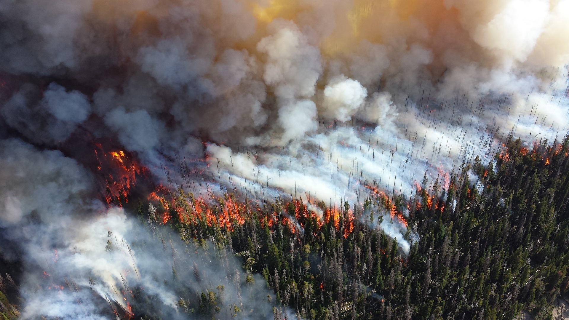 La Capacità Delle Foreste Di Mitigare I Cambiamenti Climatici Sta ...