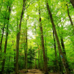 pianificazione forestale