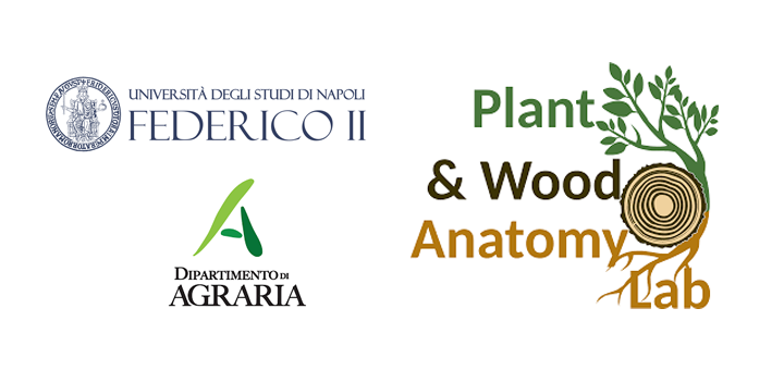 plant and wood anatomy lab