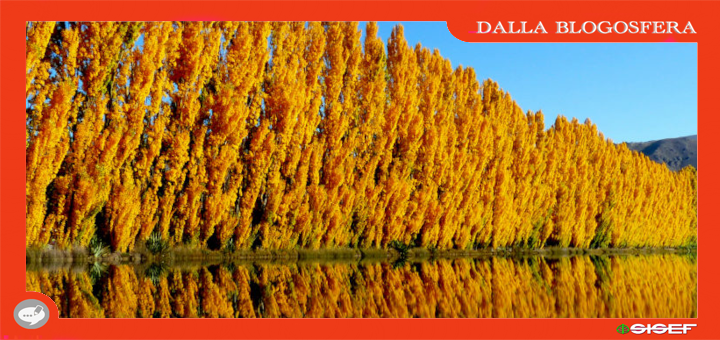 In Un Clima Pi Caldo Questi Alberi Potrebbero Peggiorare L In Un Clima Pi Caldo Questi Alberi Potrebbero Peggiorare L