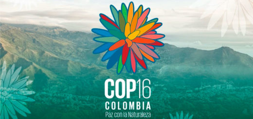 COP16