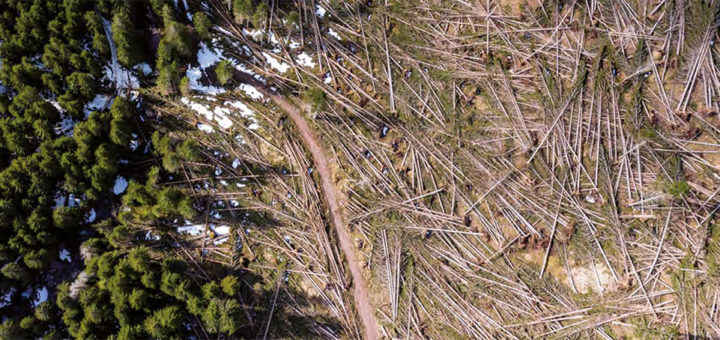 La terza settimana del giro dei boschi, in parallelo con il Giro d'Italia, inizia con  l'Oasi di Valtrigona. 
Ecco l'articolo di Giorgio Vacchiano in collaborazione con il WWF Italia.
