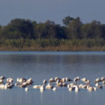 fenicotterri-wwf-obetello