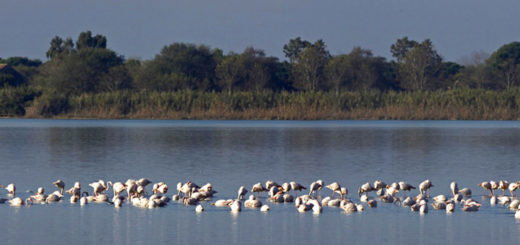 fenicotterri-wwf-obetello
