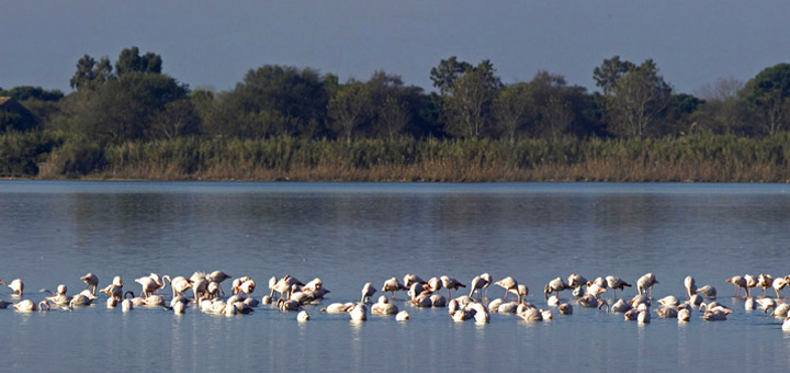 fenicotterri-wwf-obetello