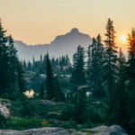 Foresta-unsplash-520x245
