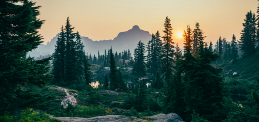 Foresta-unsplash-520x245