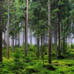 selvicoltura-vicina-alla-natura