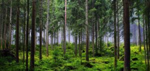 selvicoltura-vicina-alla-natura